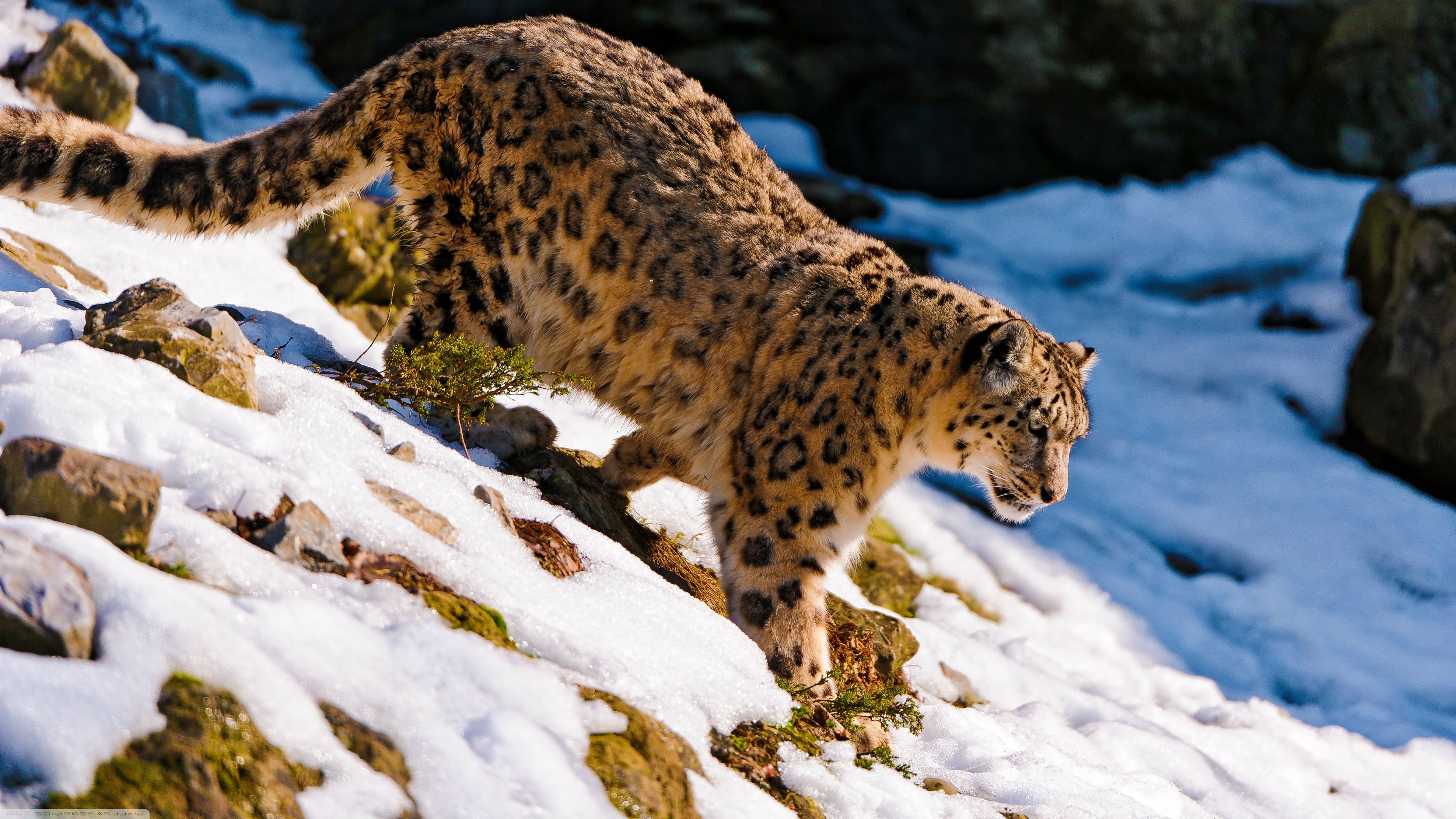 A snow leopard carefully treads down a snow-dusted mountain slope
