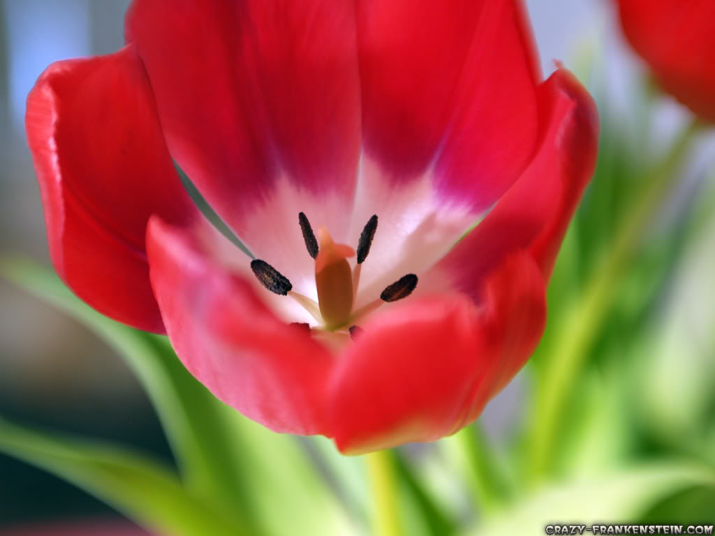 Flowers Amp Plas Tulip Flower Wallpaper