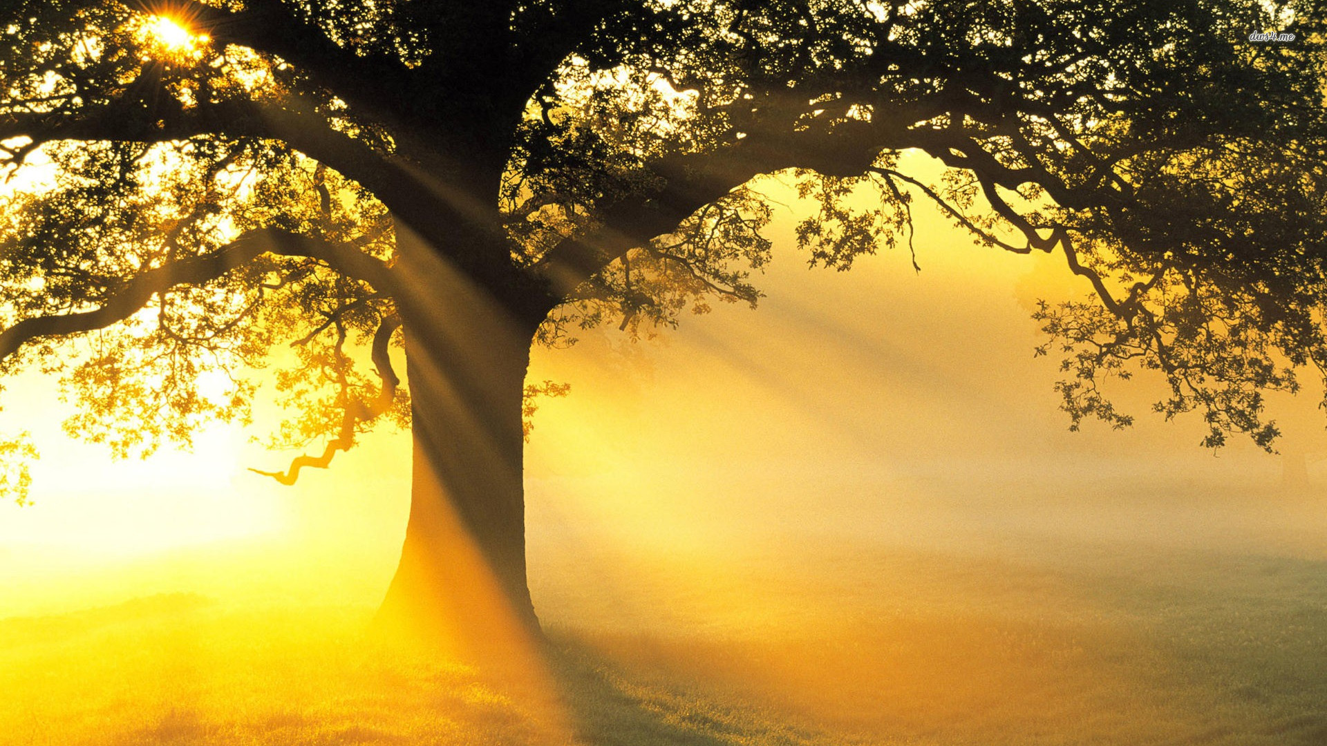 HD Tree Wallpaper