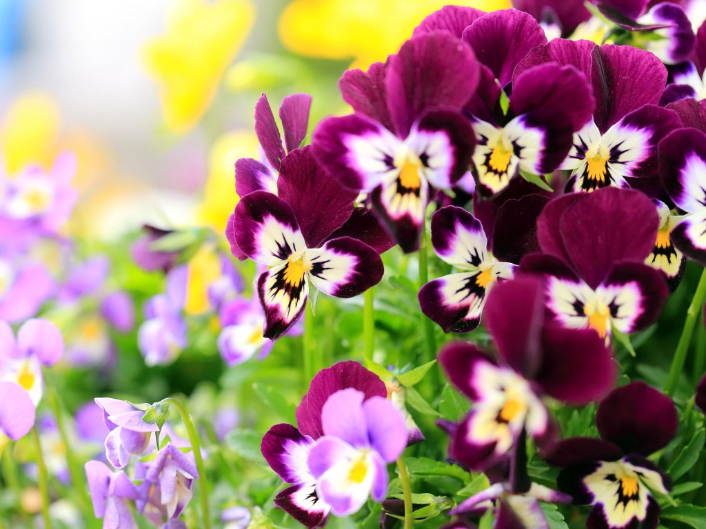 Beautiful Pansy Flowers Desktop Background