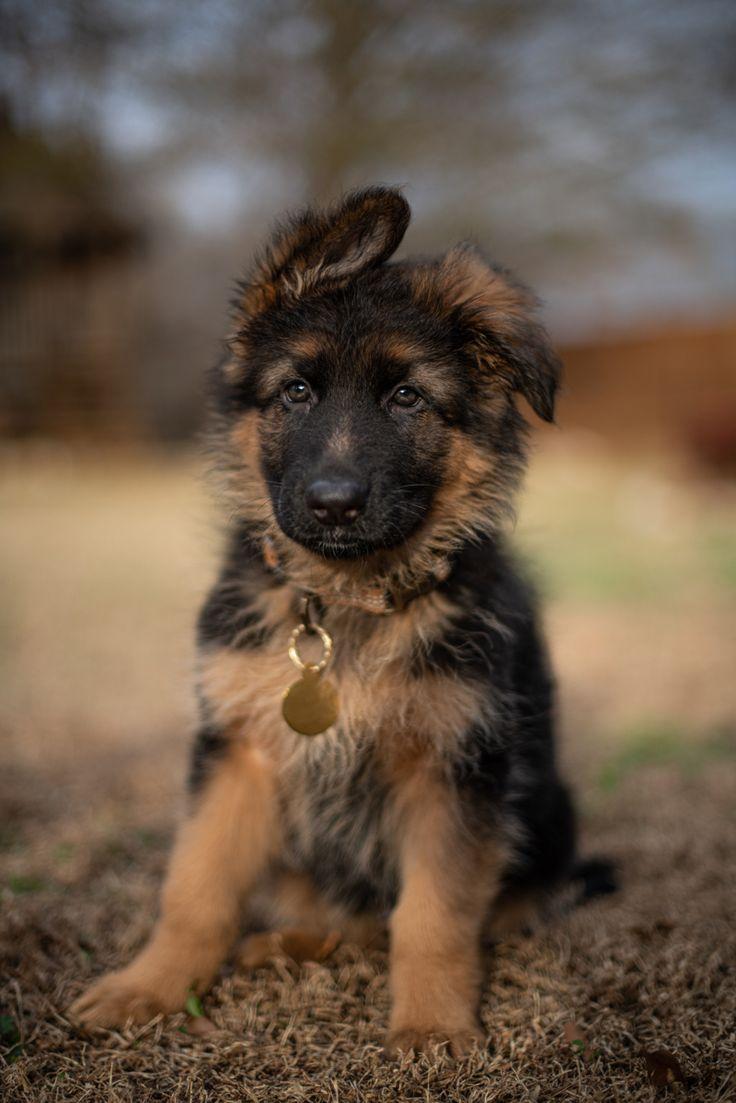Long Haired German Shepherd Puppy Puppies