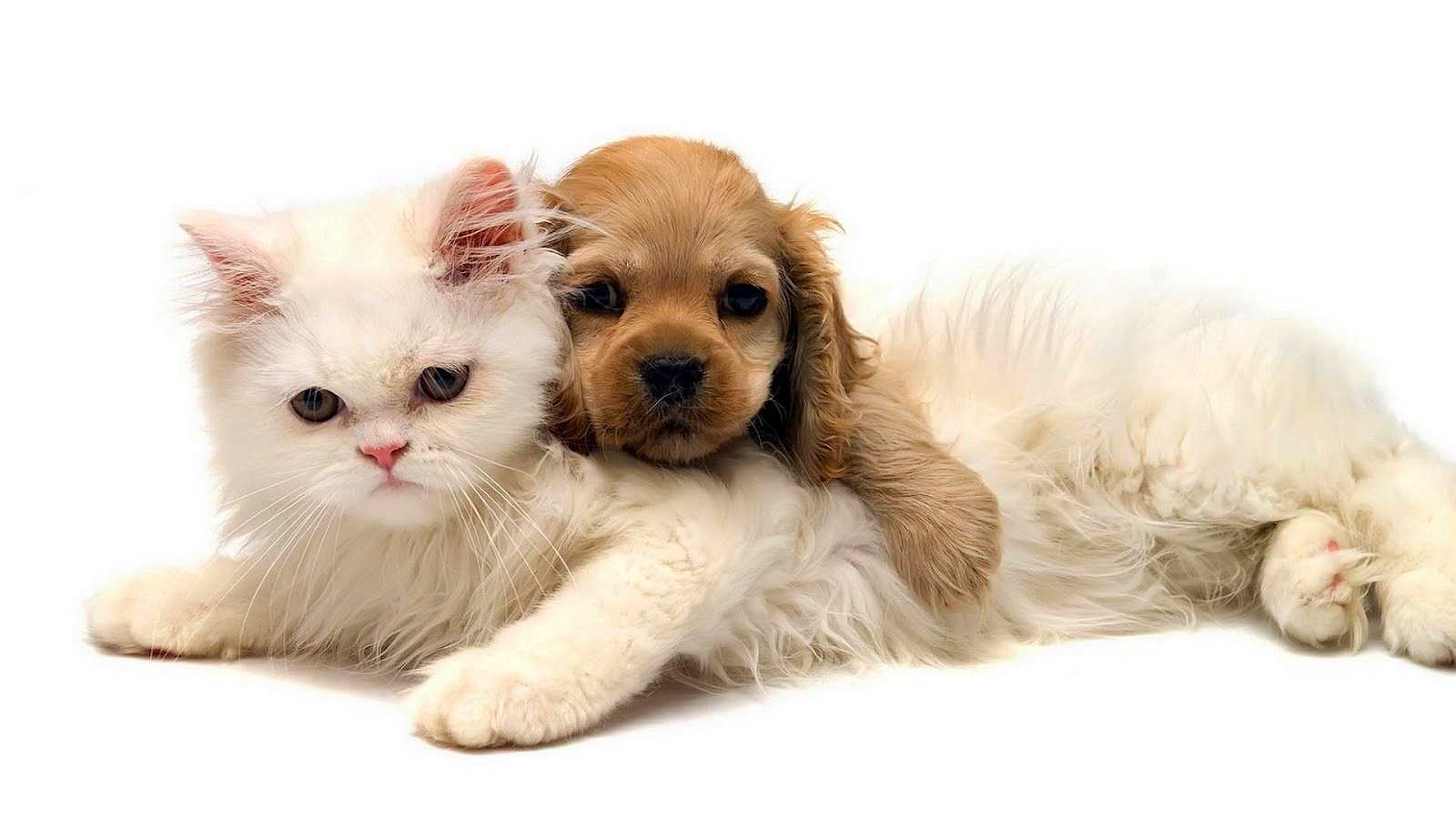 HD Animal Wallpaper Of A Cat And Dog Cuddling