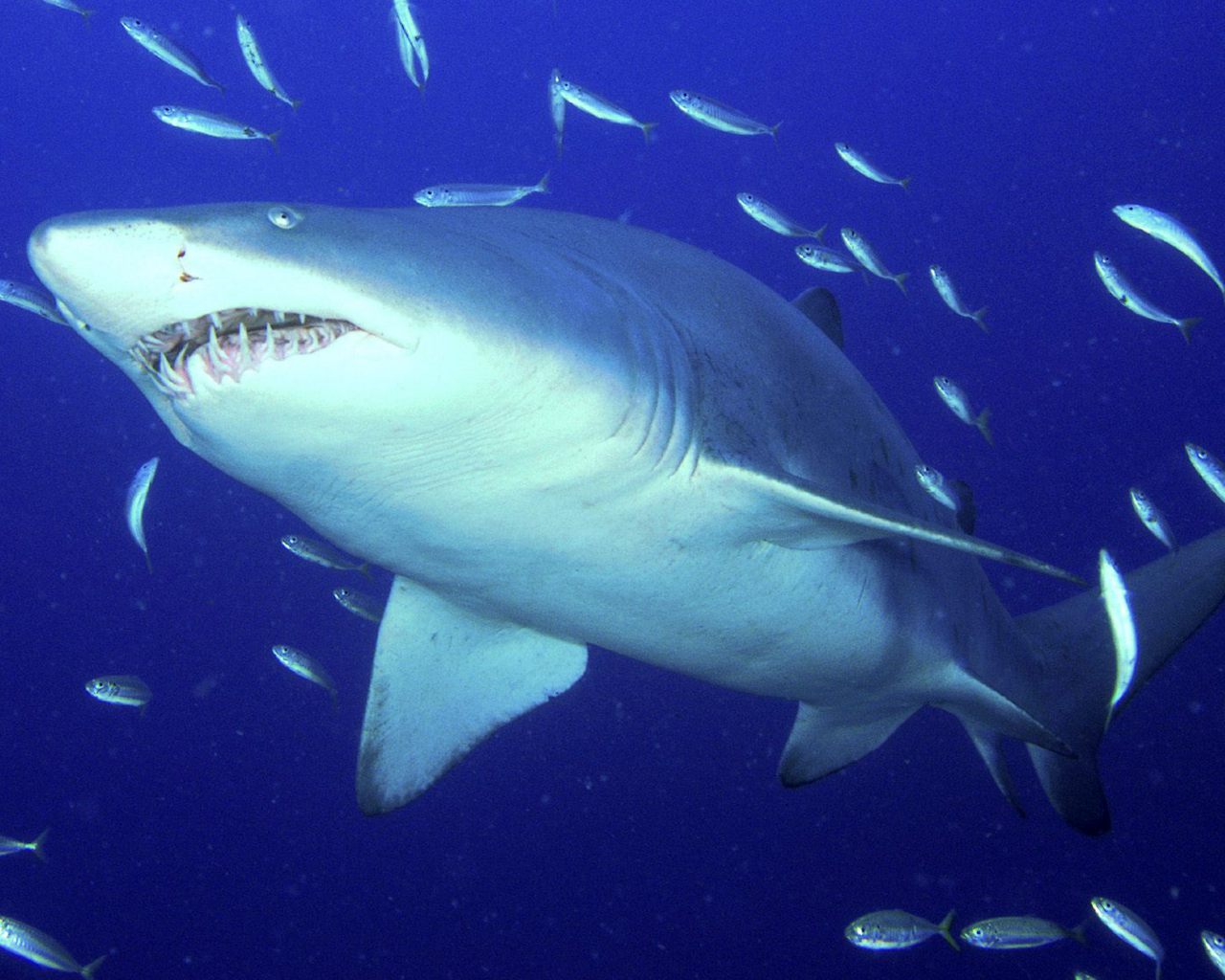 Aggressive Predator A Sand Tiger Shark Photo By Wallpaper