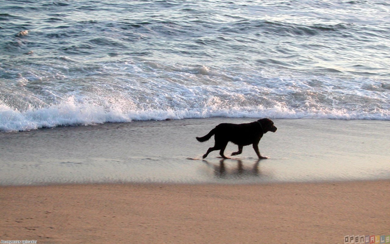 Title Dog On Beach Uploader Anonymous Licence Category Nature Tags