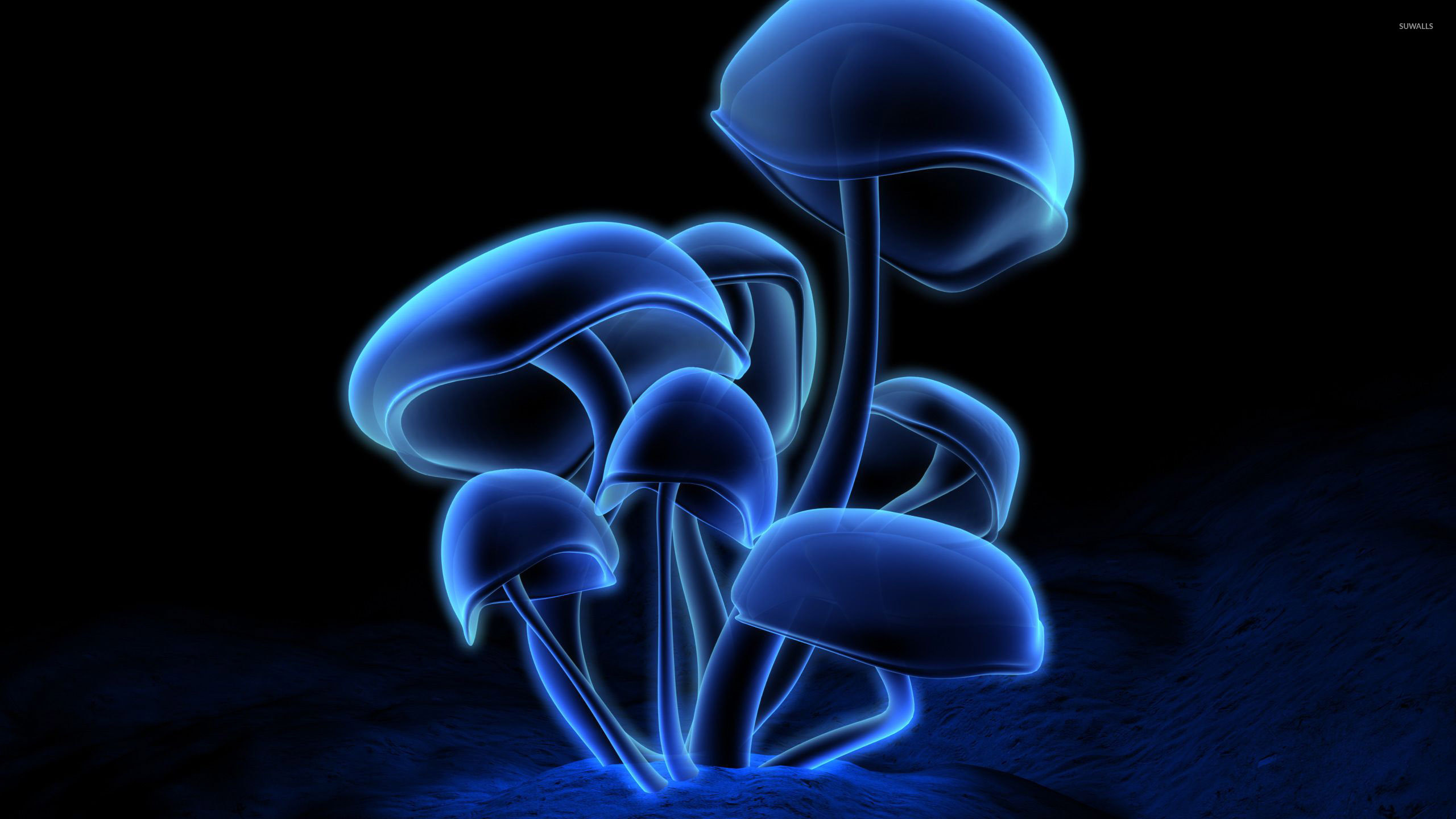 Nature Mushroom 4k Ultra HD Wallpaper by sophiaspurgin