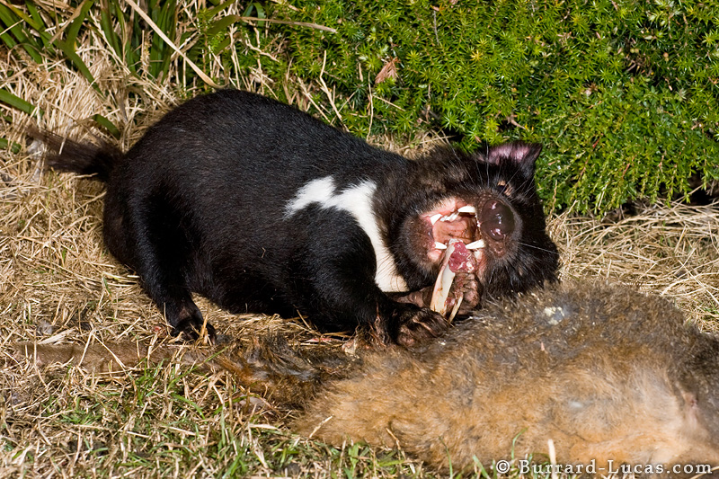 Tasmanian Devil Black HD Wallpaper Pictures