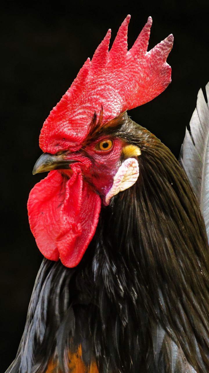 Rooster Muzzle Bird Wallpaper Galinhas E Galos