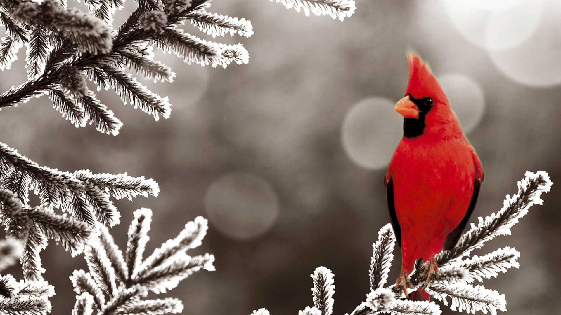 Cardinal Rouge Sur Branche Sapin Gel E Wallpaper Birds Red