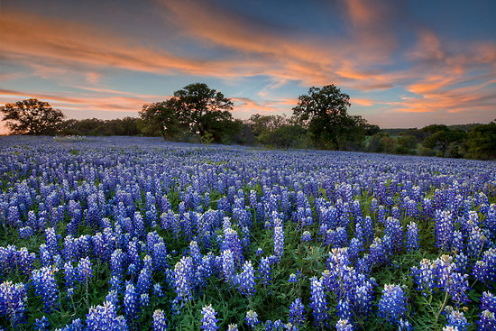Bluebons Desktop Texas In The Hill