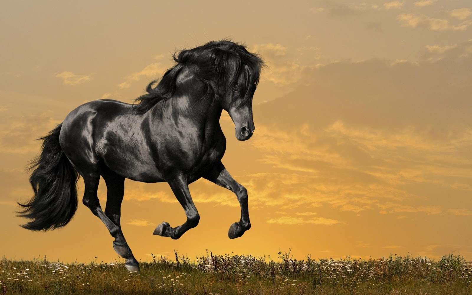 Free download beautiful black horse wallpaper hd [1600x1000] for your  Desktop, Mobile & Tablet | Explore 45+ Black Horse Wallpaper HD | Horse  Background, Horse Backgrounds, Black Horse Wallpaper
