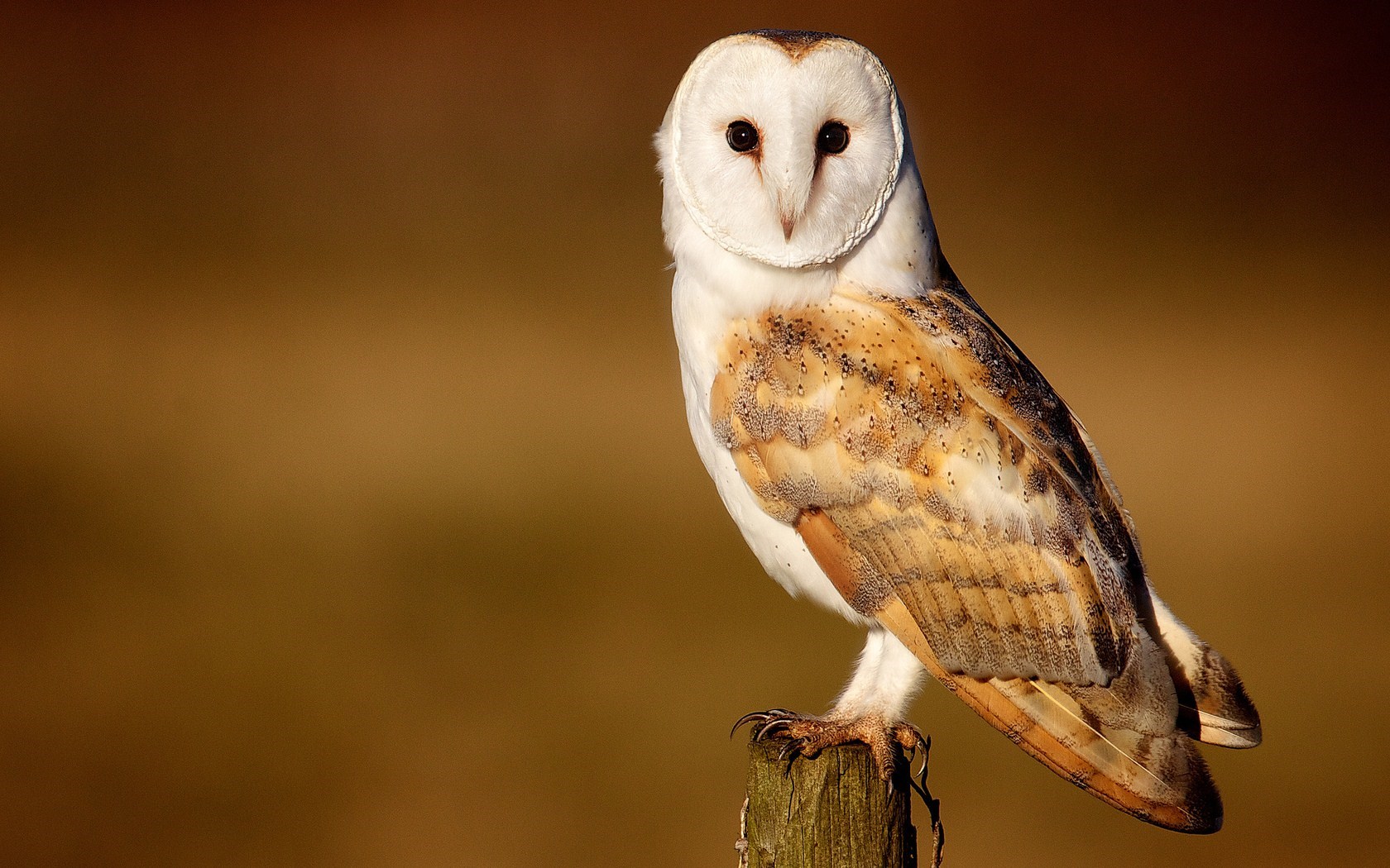 Barn Owl Beautiful Bird HD Wallpaper