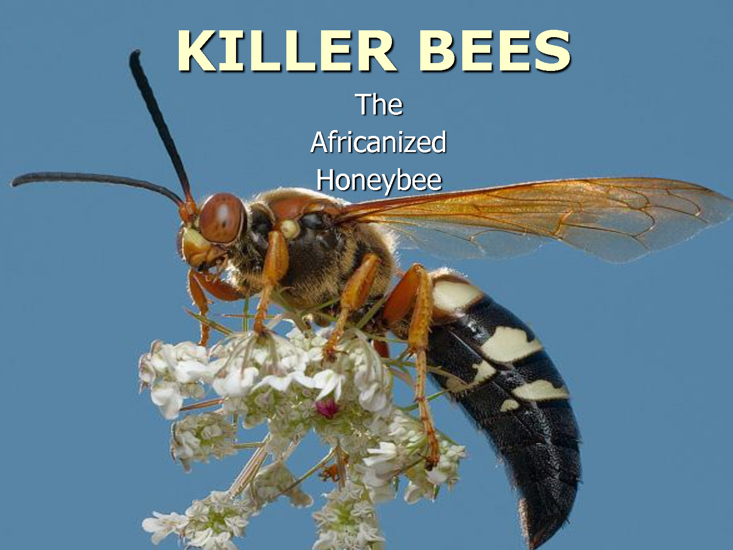 Killer Bees By Yaofenji