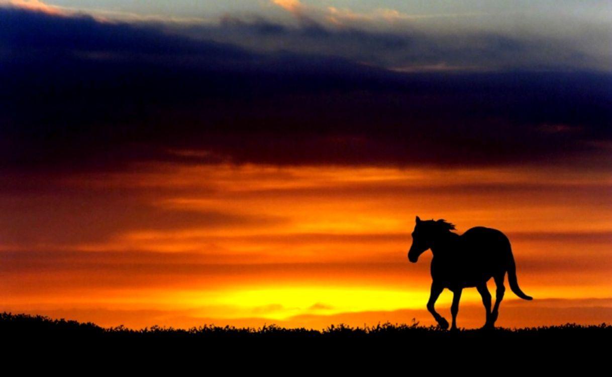 Horses At Sunset Wallpaper Animals Beautiful Animal