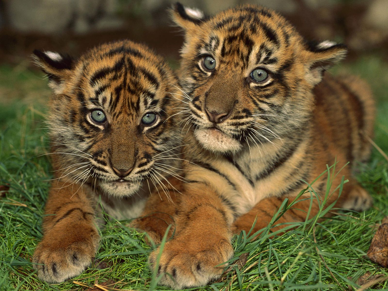 Two adorable Sumatran tiger cubs lying in the grass