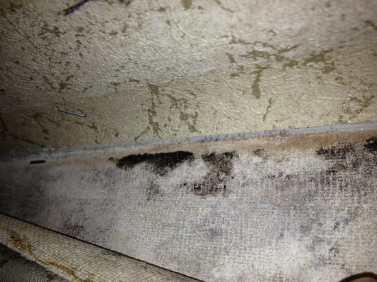 Room Black Mold Behind Taped Wall Paper Picture Of Hampton Inn