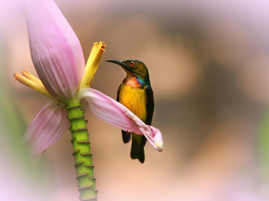 Hummingbird HD Wallpaper Pictures Image Background Photos