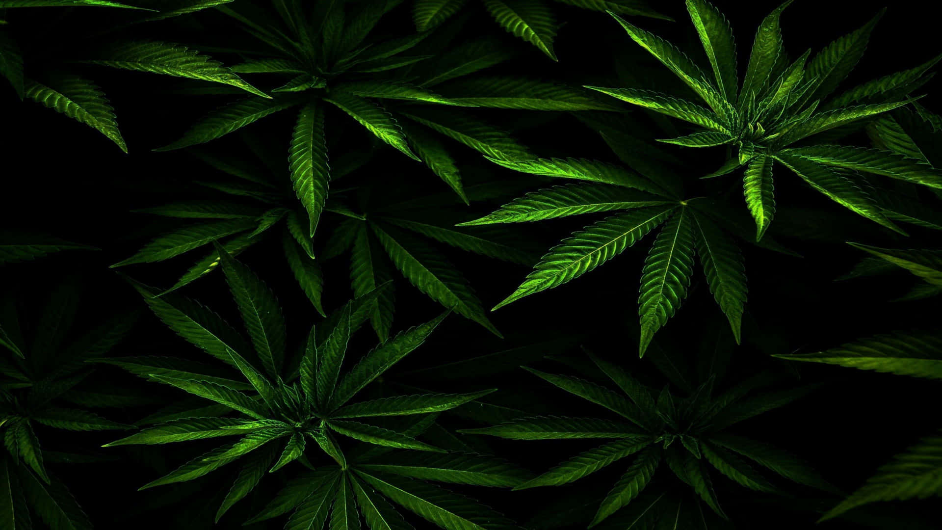 Wallpaper Foto Dari 4k Marijuana