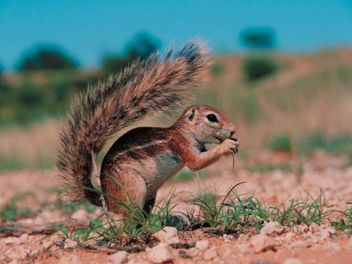 baby squirrel wallpaper image search results 500x375