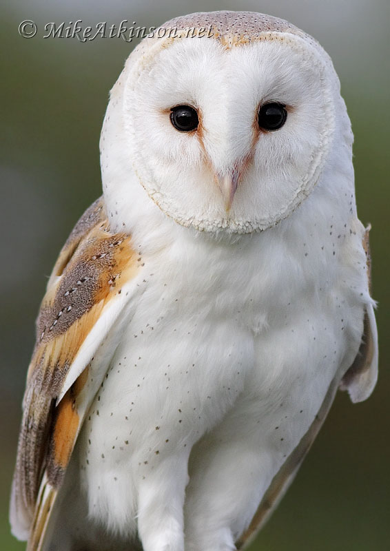 Barn Owl Amazing Animal Basic Facts Pictures Animals Lover