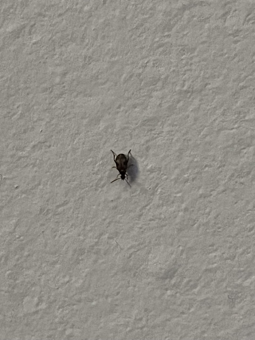 What Is This Wallpaper