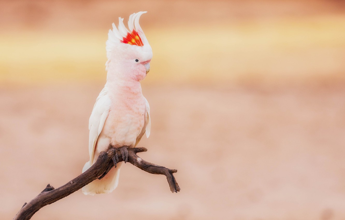 Wallpaper Background Bird Branch Parrot Cockatoo Image For
