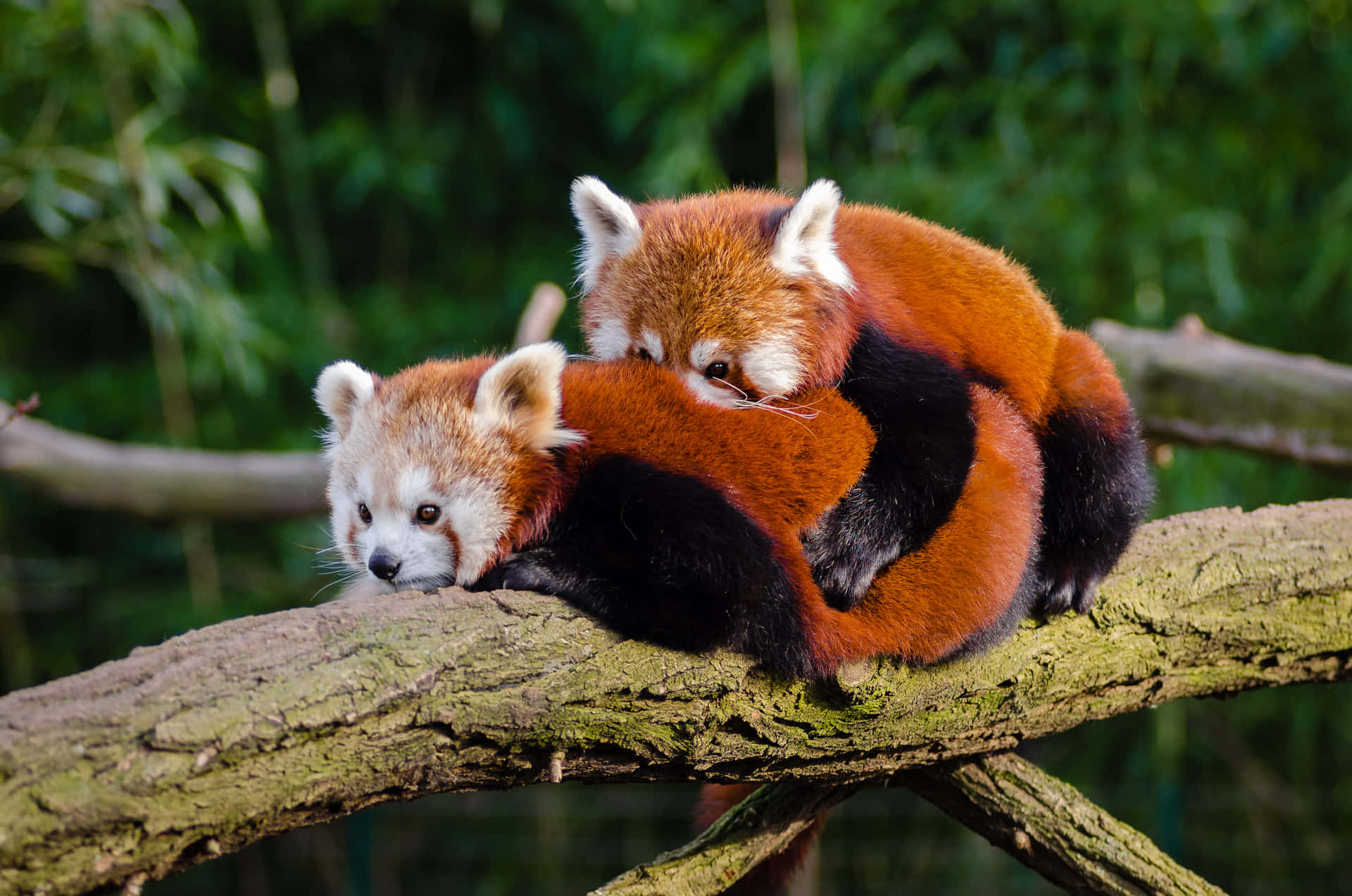 Cute Red Panda Wallpaper