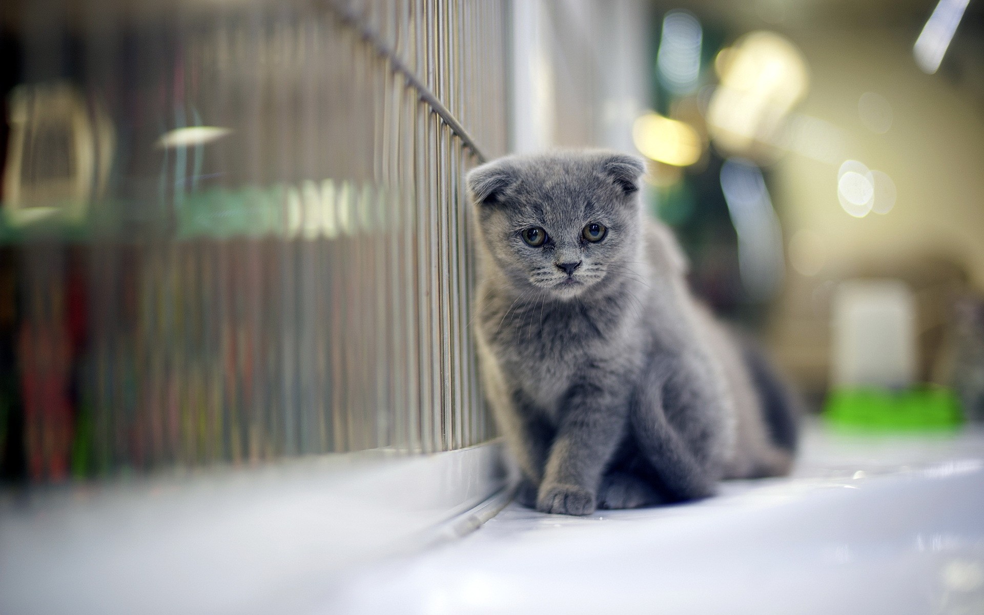 Grumpy Gray Kitten wallpapers Grumpy Gray Kitten stock photos