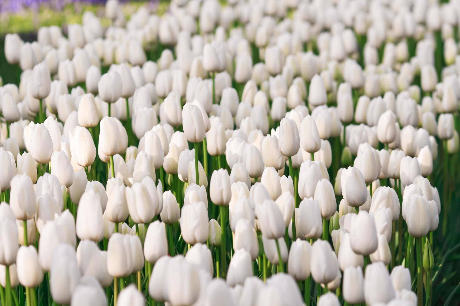 White Flower iPhone Wallpaper