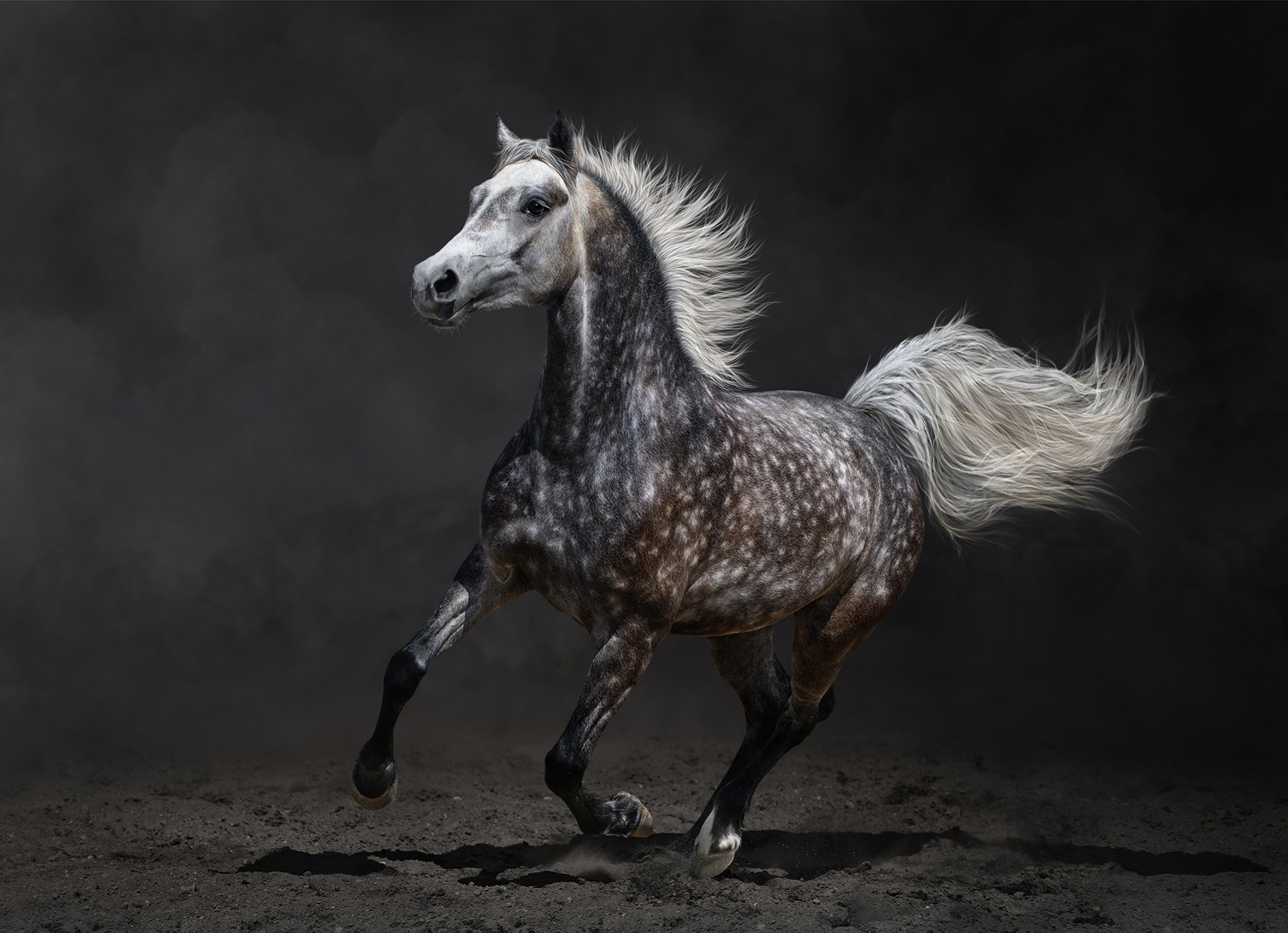 Choose Beautiful Wild Horse HD Or Find Similar Wallpaper In Animals