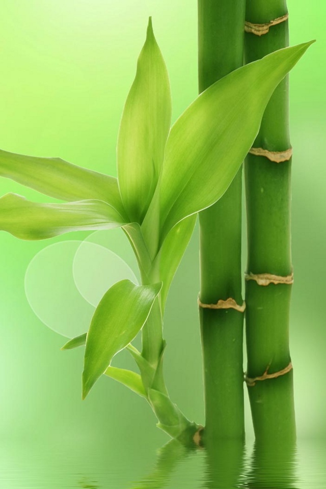 Background Green Bamboo From Category Nature Wallpaper For iPhone