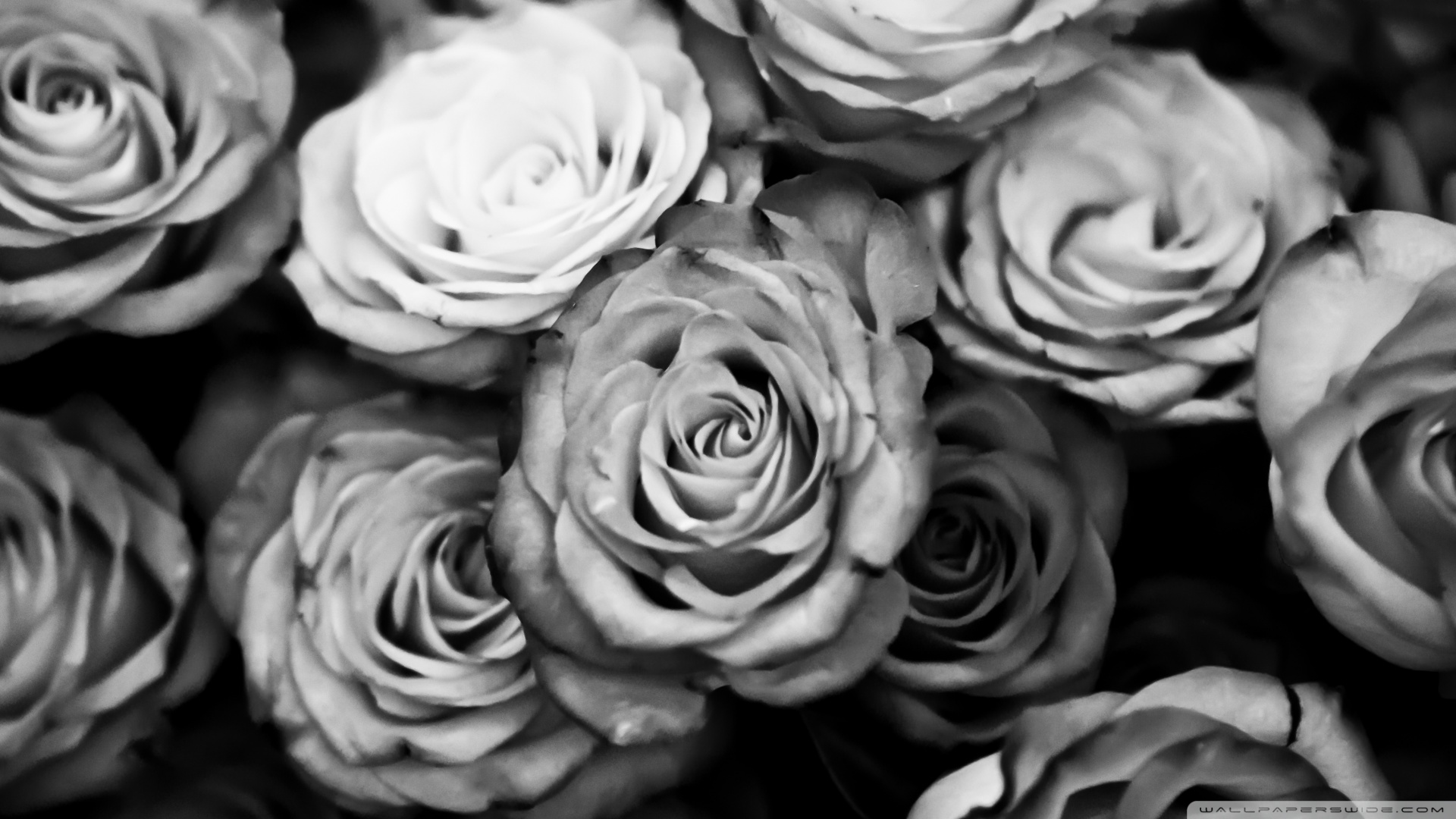 Roses Black And White Wallpaper