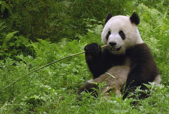Wallpaper panda grass bamboo desktop wallpaper Animals GoodWP