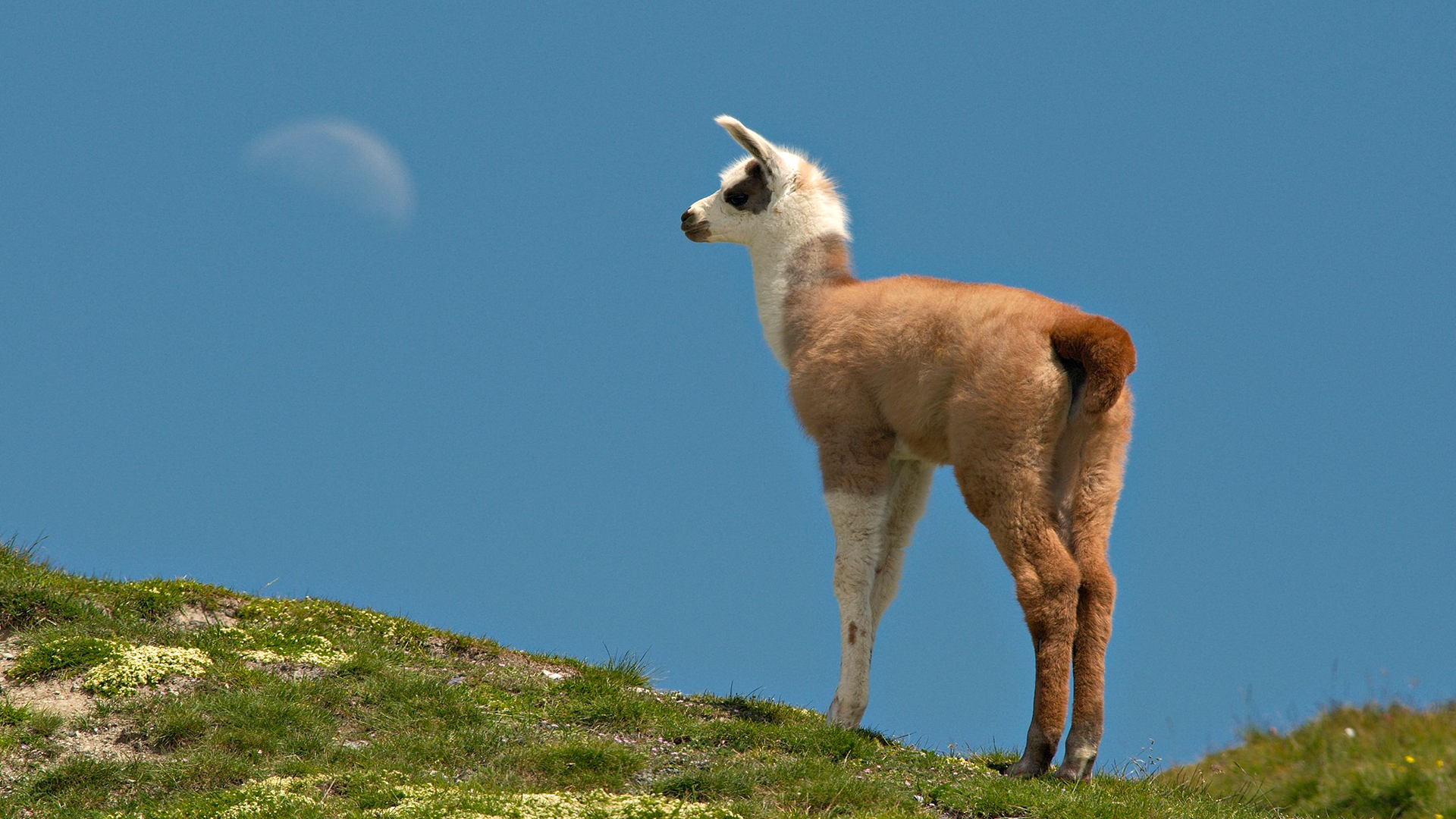 Llama Puter Wallpaper Desktop Background