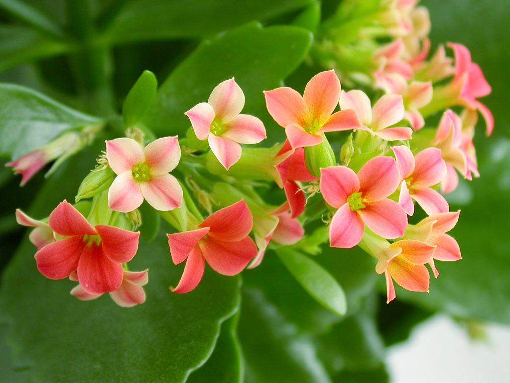 Beautiful Zinnia Flowers Desktops Wallpapers Free Downloads