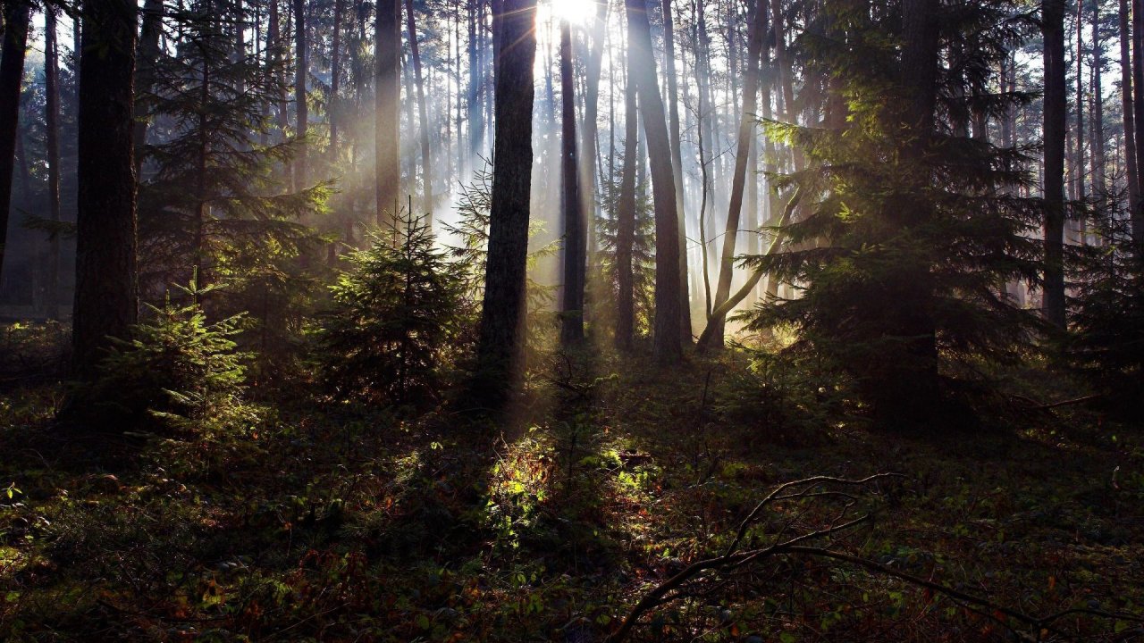 Hình nền rừng với nền gỗ tự nhiên đem lại cho bạn cảm giác gần gũi với thiên nhiên hơn bao giờ hết. Bạn sẽ bị cuốn hút vào hình ảnh này, cảm nhận được sự ấm áp và thân thiết của khu rừng.
