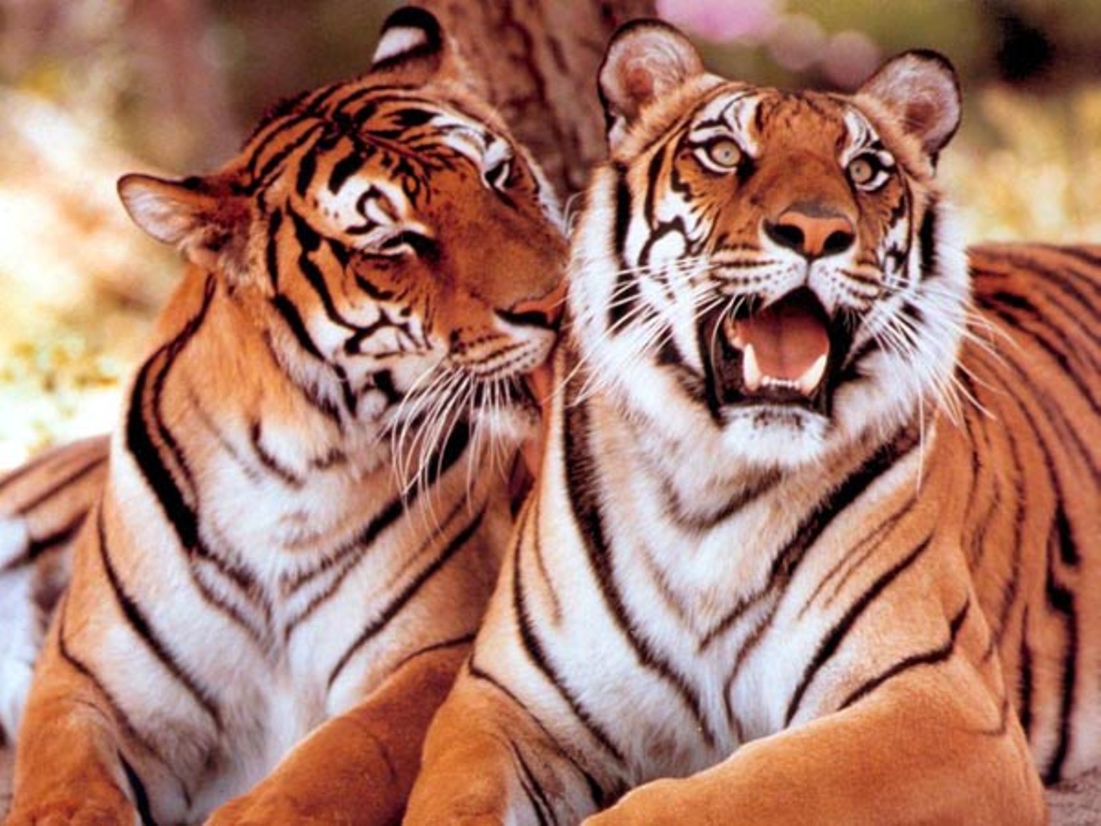 Tigers Wallpaper High Definition Background