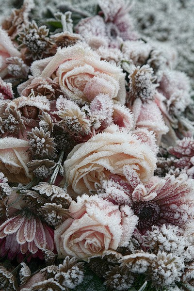 Vintage Rose Brocante Winter Wonderland