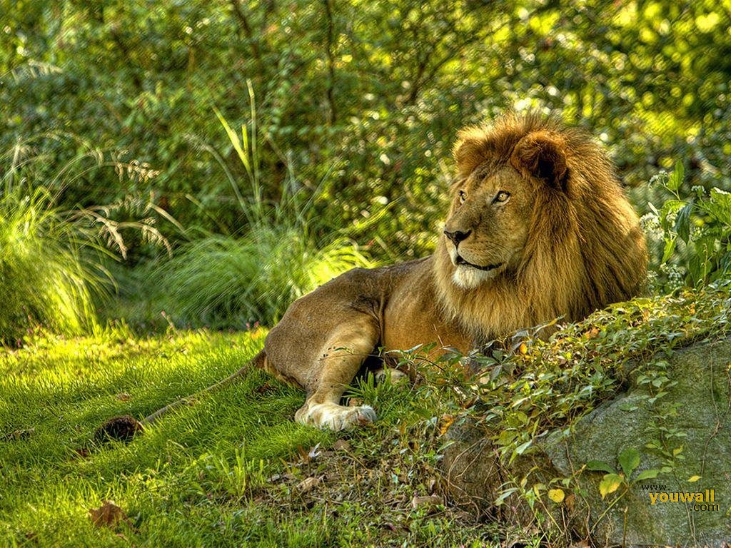 Beautiful Amazing Lion The King Of Forest Wallpaper HD