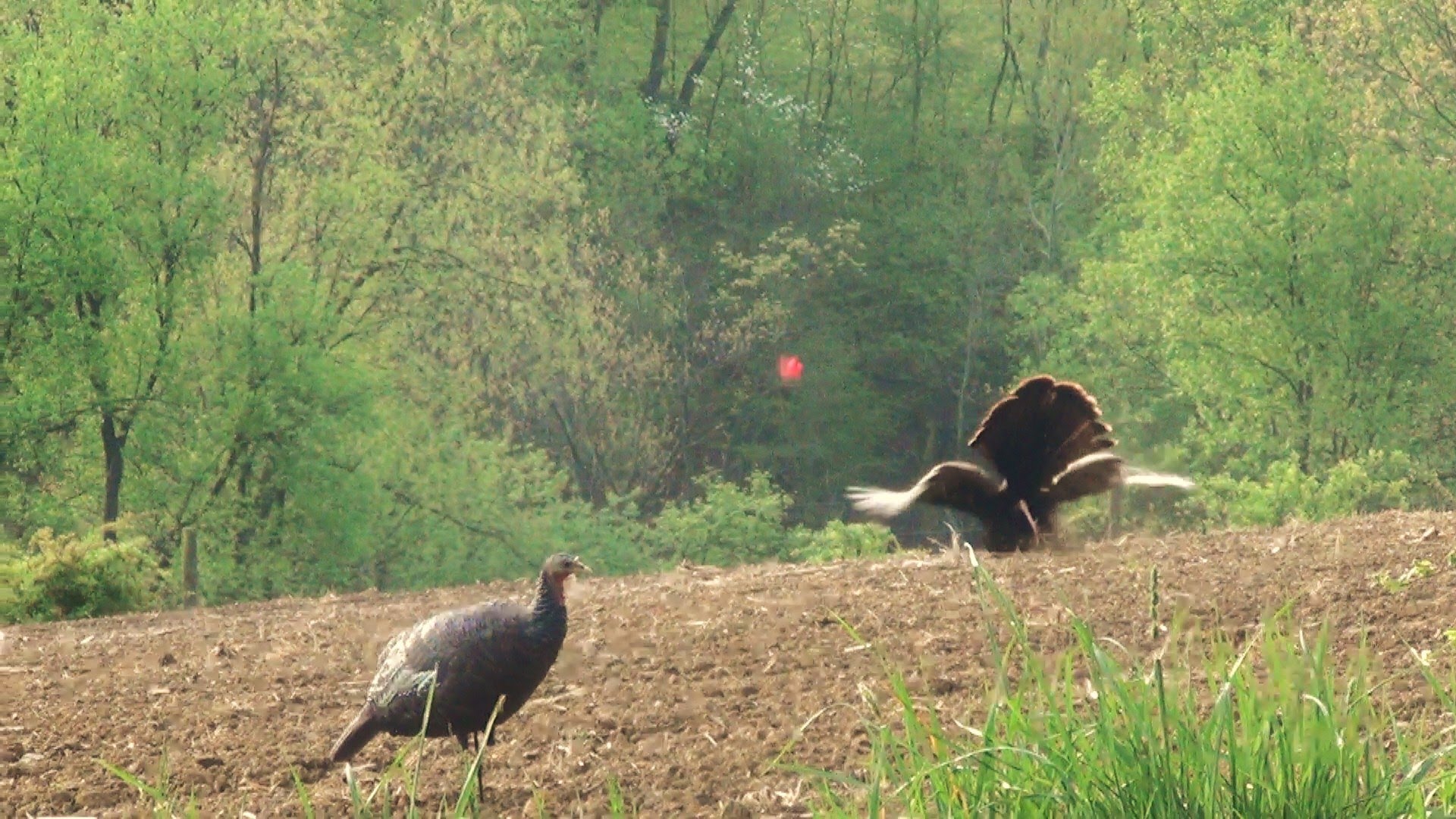 Displaying Image For Spring Turkey Hunting Wallpaper