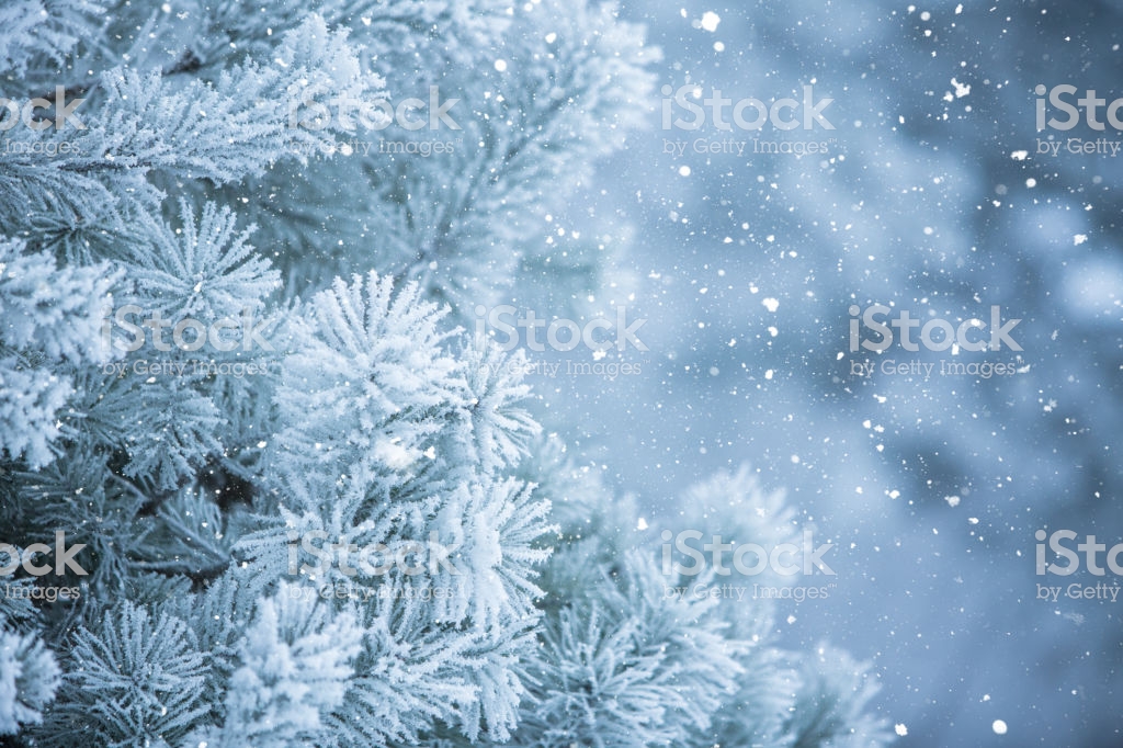 Winter Scene Background Frosted Pine Branches Stock Photo