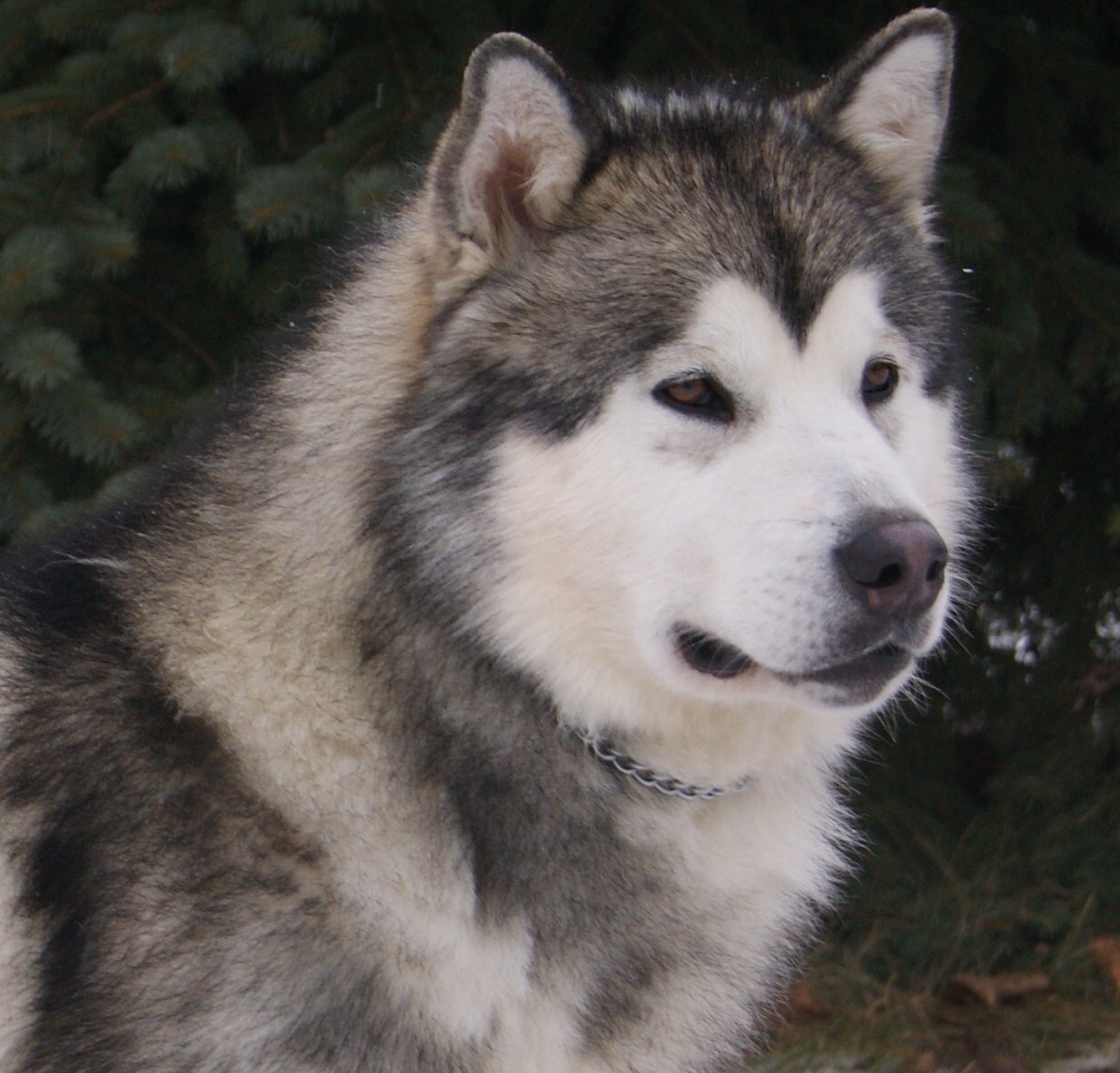 Malamute Dog Photo And Wallpaper Beautiful Grey Alaskan