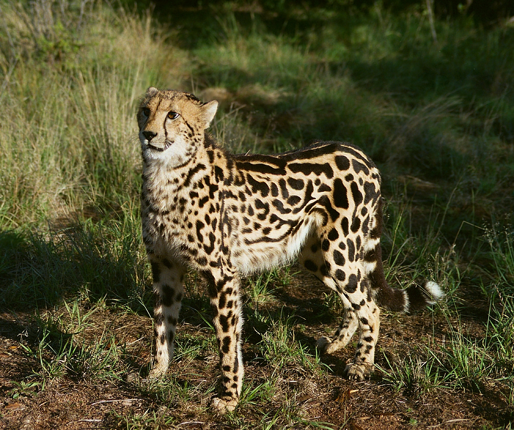Magnificent King Cheetah Dewildt Research Centre