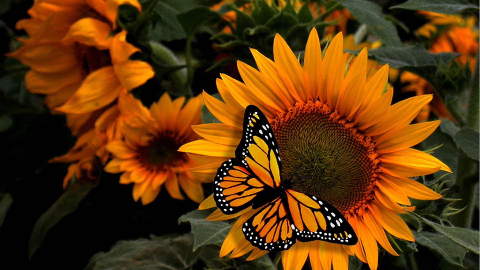 0sunflower Butterfly Wallpaper Flores Do Sol