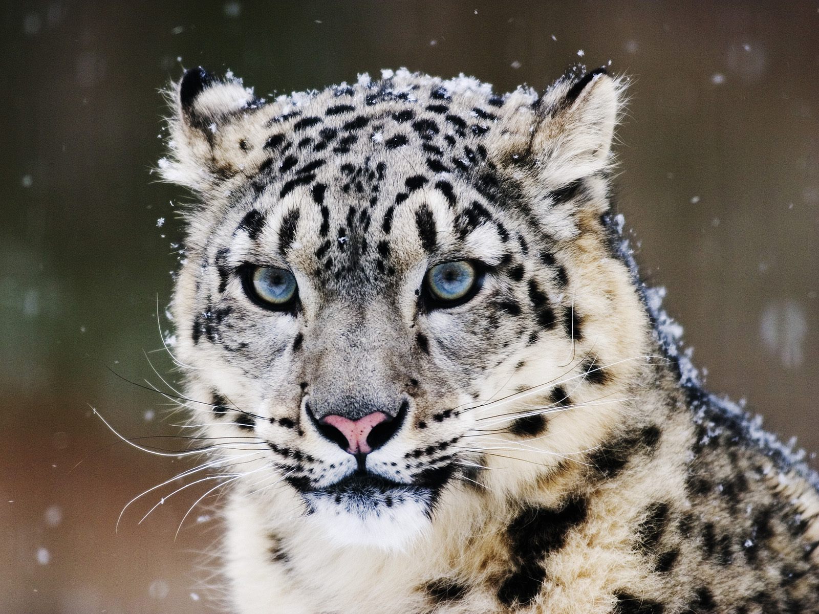Big cats   Snow Leopard 1600x1200