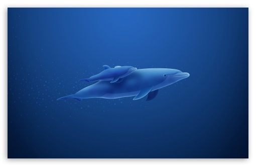 Blue Dolphins HD Desktop Wallpaper Widescreen High Definition