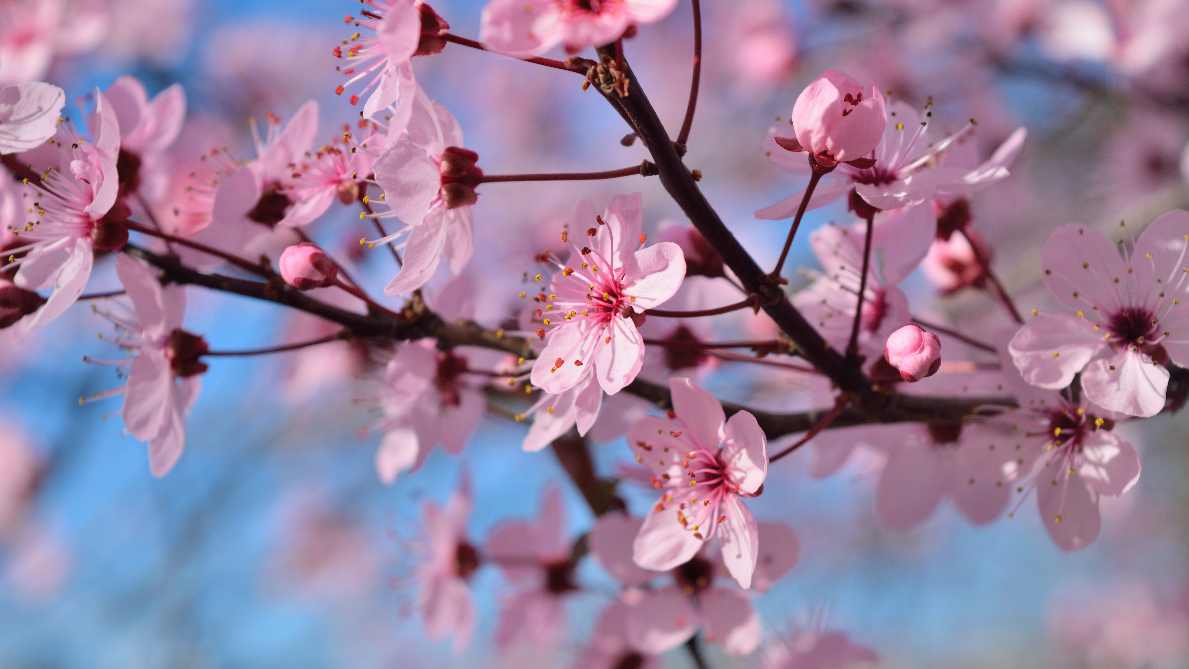 Spring Season Flowers 4k HD Wallpaper Image Photos And Picture