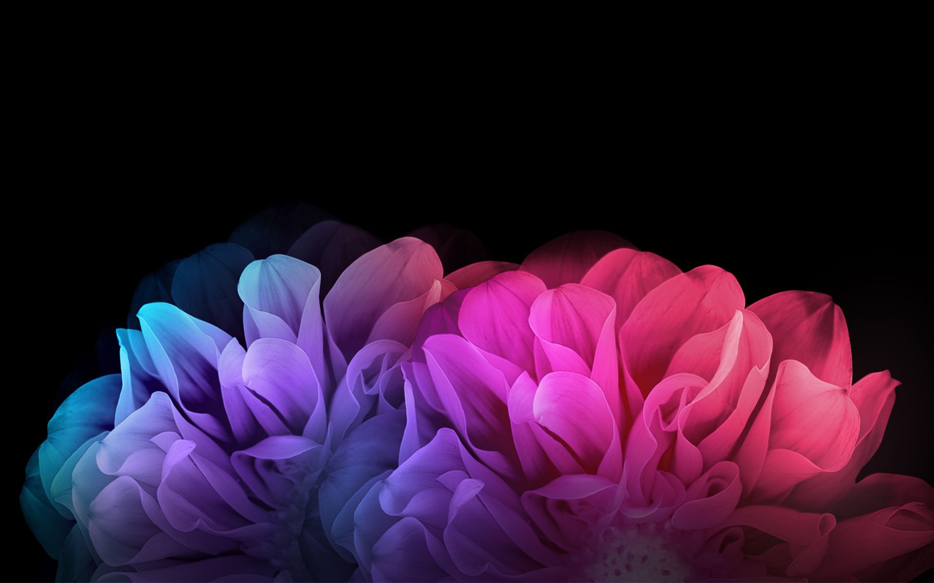 Floral Background Vector Best HD Image Wallpaper Wallpapercare