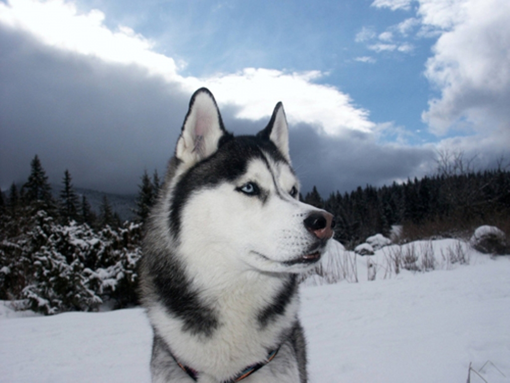 Husky Dog Photo And Wallpaper Beautiful Winter Siberian