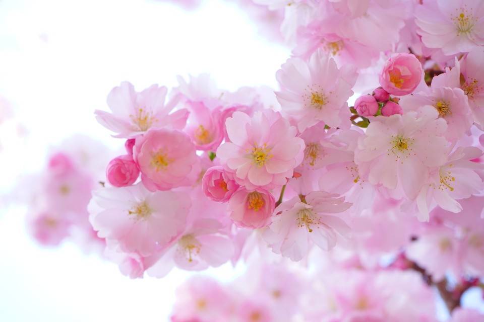 Japanese Cherry Blossom Wallpaper City
