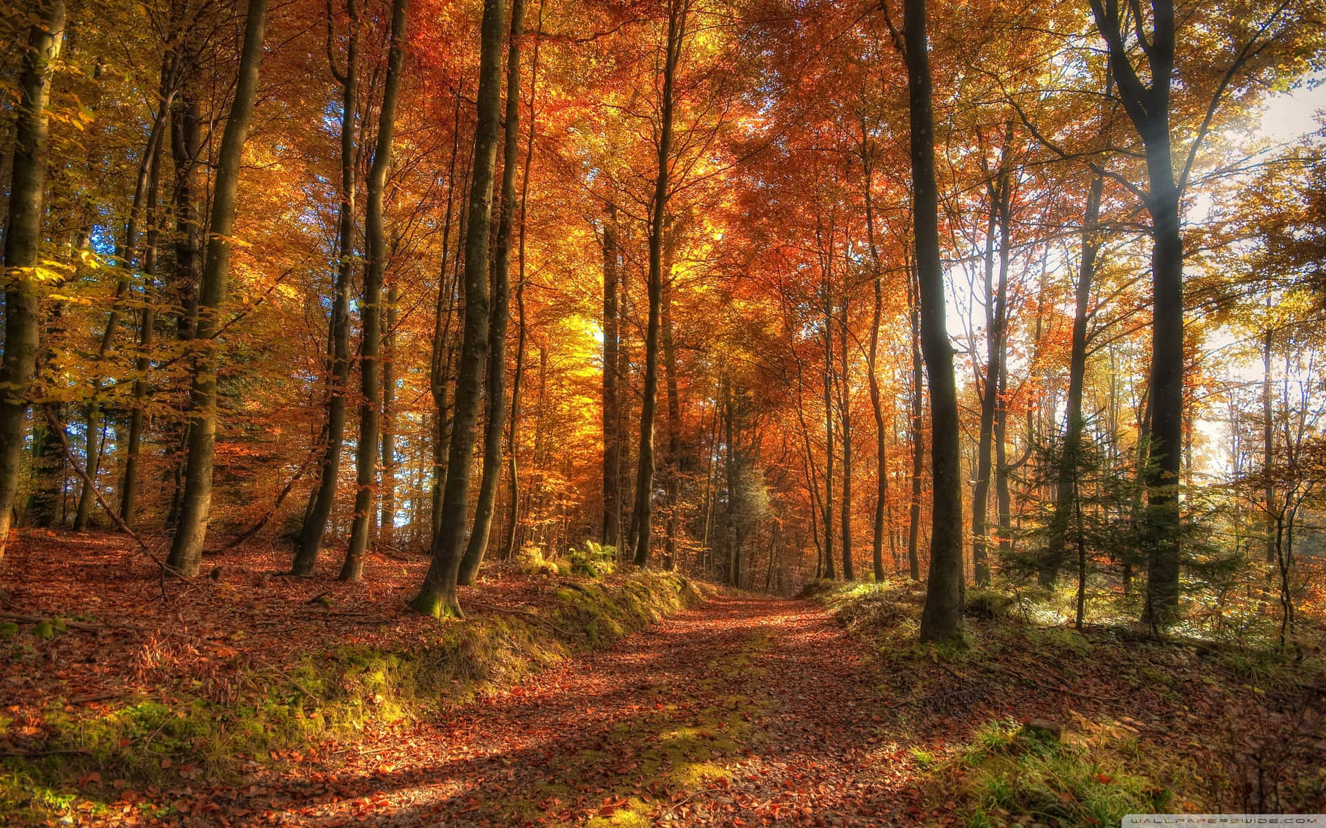 4k Fall Wallpaper
